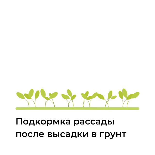 Подкормка рассады после высадки в грунт