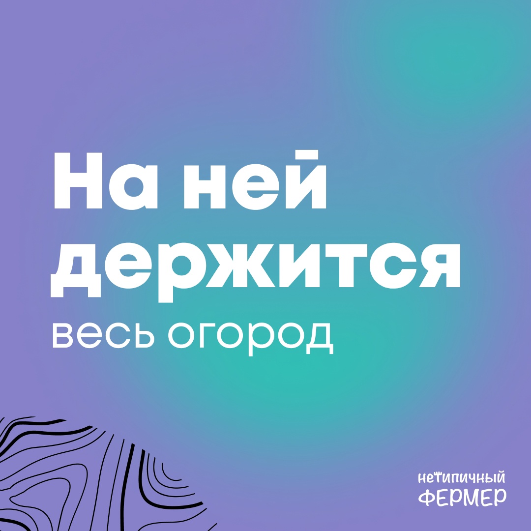 Спина или урожай?