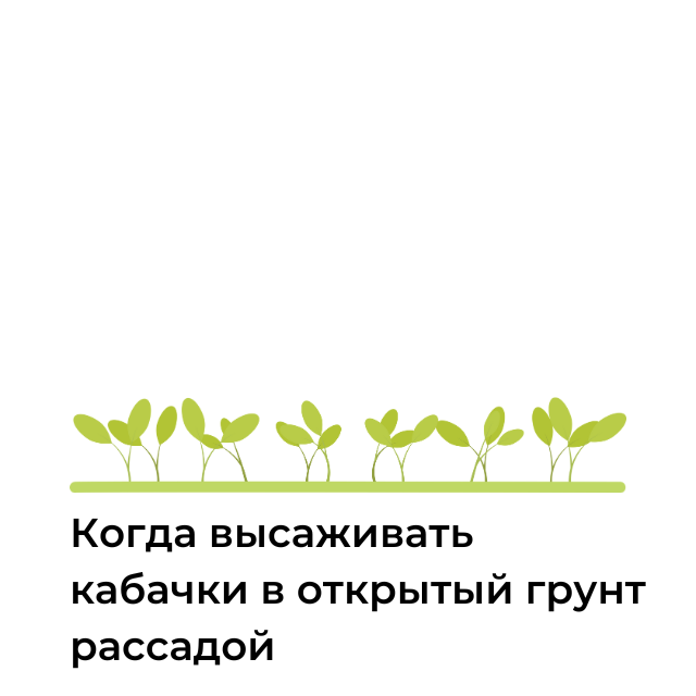 Когда высаживать кабачки в открытый грунт рассадой: рекомендации и советы