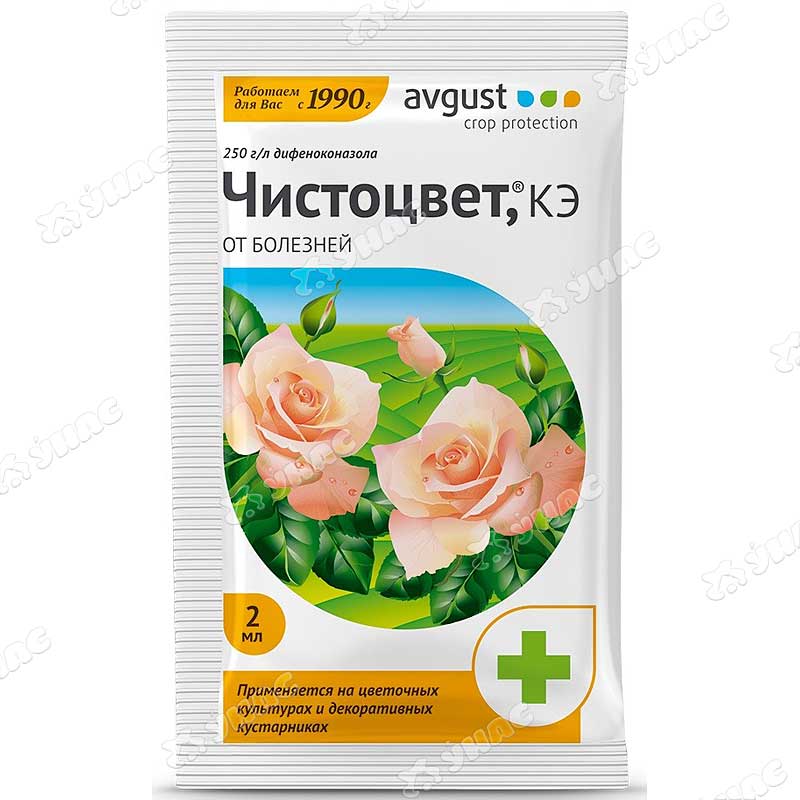 чистоцвет