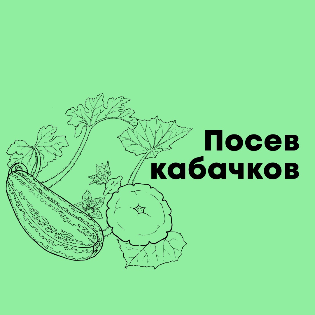 Посев кабачков