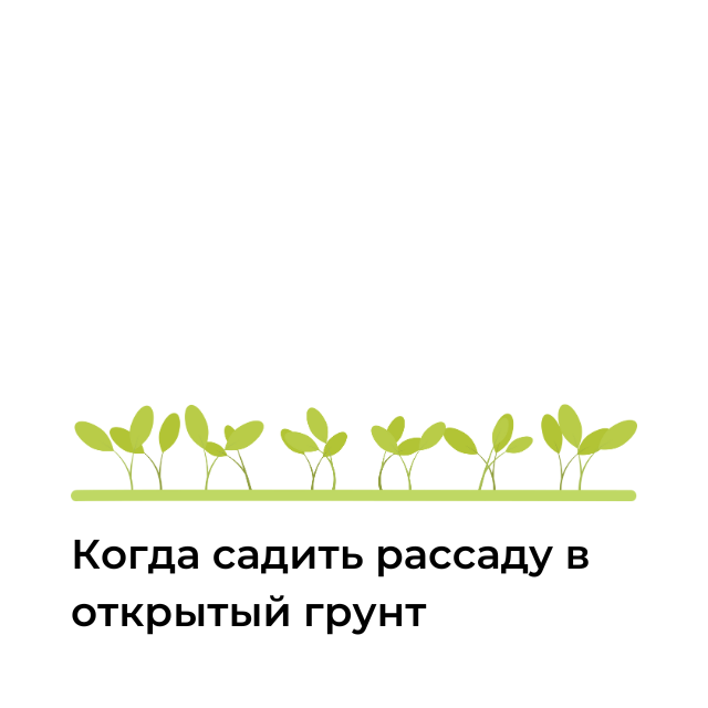 Когда садить рассаду в открытый грунт: советы и рекомендации