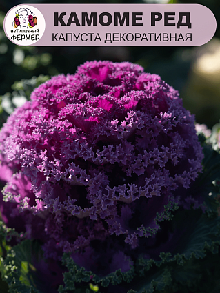 Капуста декоративная Камоме Ред (10шт) НФ