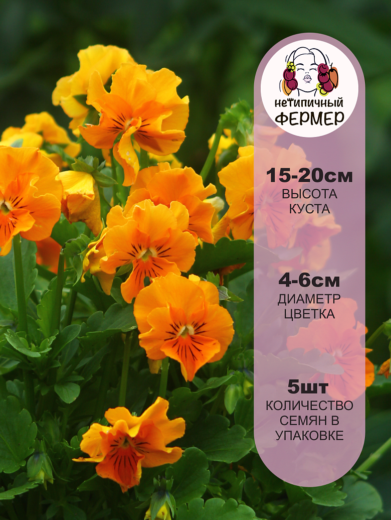 Фризл Сизл Оранж2