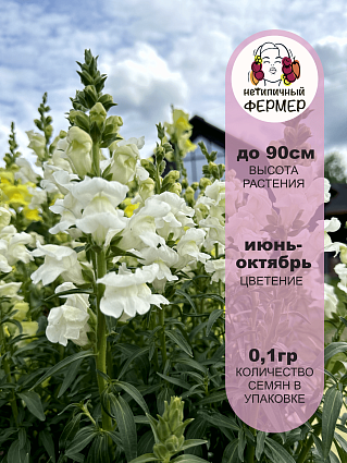 Львиный зев Селена (0,01г) НФ