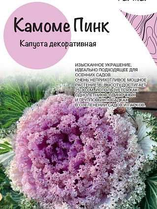 Капуста декоративная Камоме Пинк (10шт) НФ