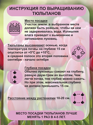 Тюльпан Пинк Импрешн 5 шт.
