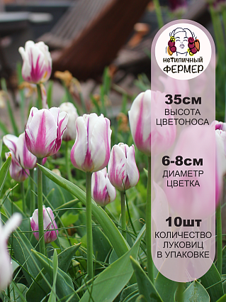 Тюльпан триумф Флейминг Флаг 10 шт