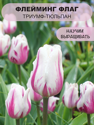 Тюльпан триумф Флейминг Флаг 10 шт