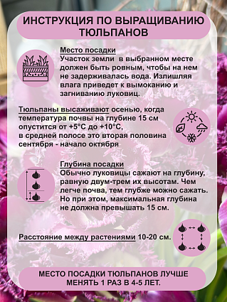 Тюльпан бахромчатый Горилла 10 шт.