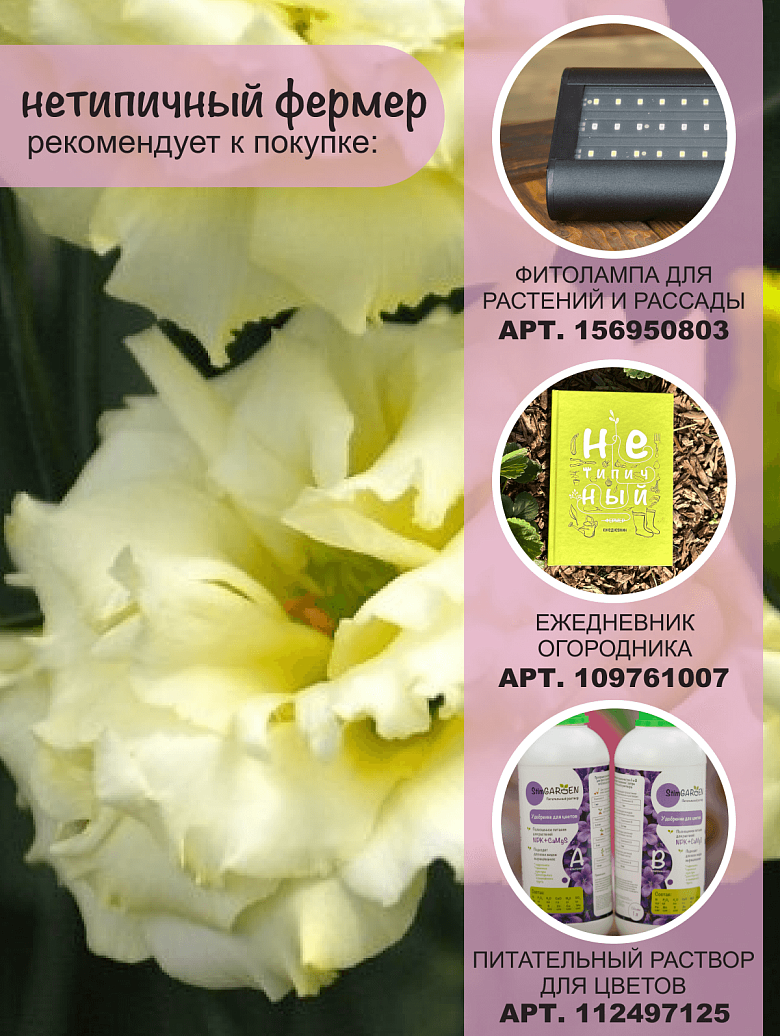 ФРАУ ХАЙДИ3.png