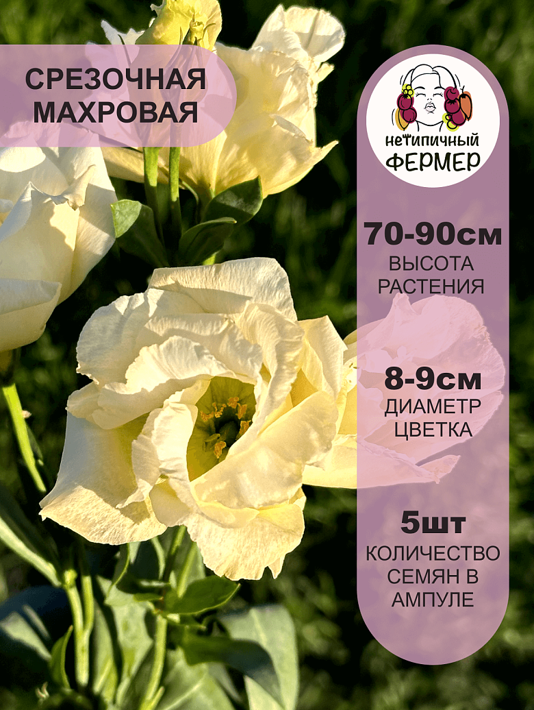 баттерфляй3.png