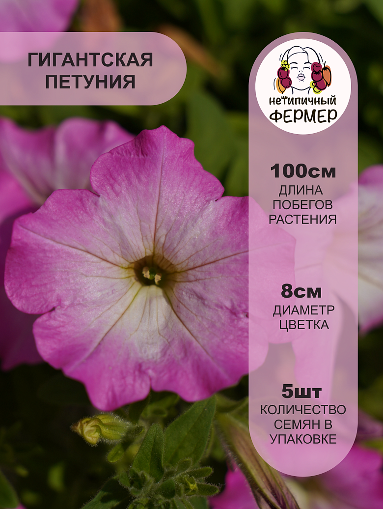 Опера Пинк Морн2