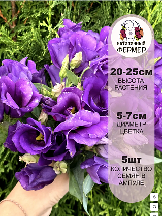 Набор эустом 7 шт.:Бетти, Шарли, Эбони, Баттерфляй, Майли, Каролина, Найтли