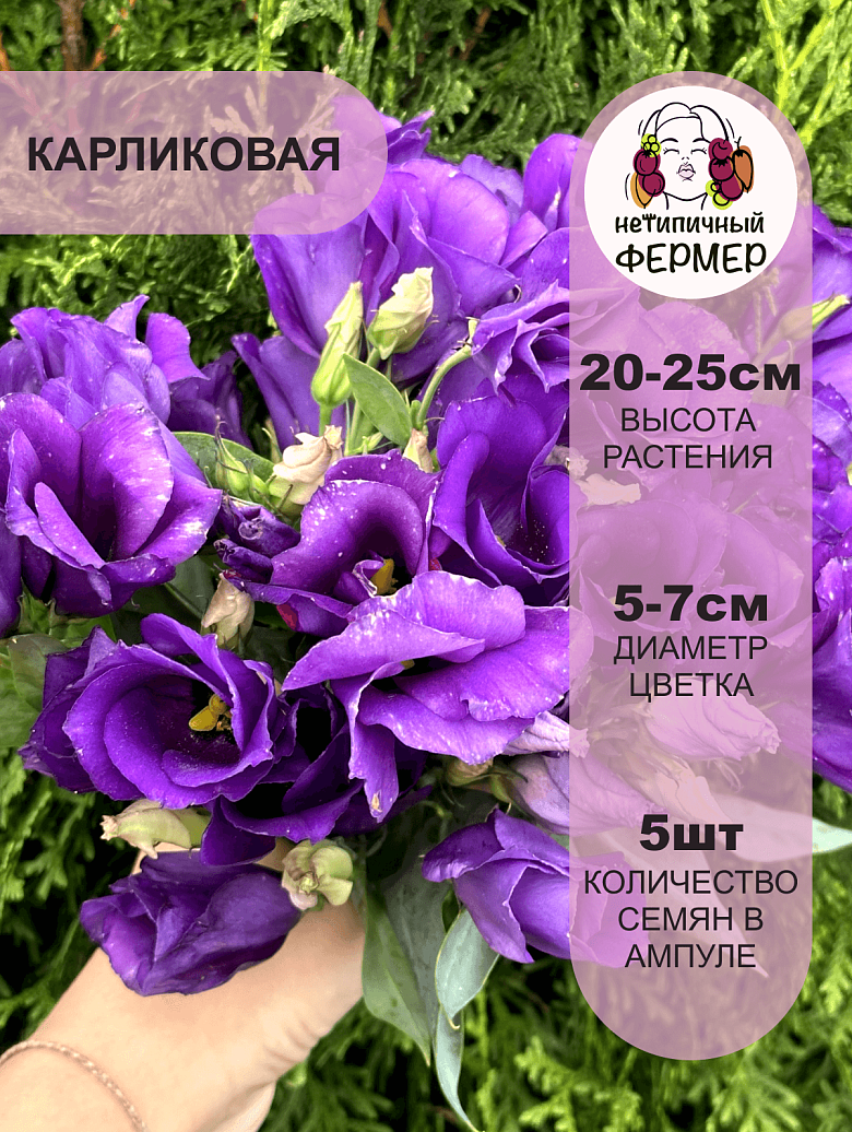 бетти3.png