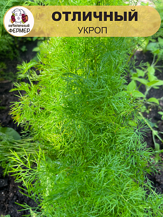 Укроп Отличный Семко (2г) НФ