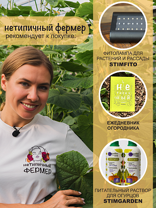 Огурец Киборг F1 (5шт) НФ