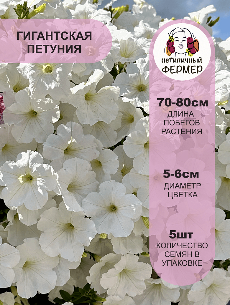 Опера F1 Вайт2.png