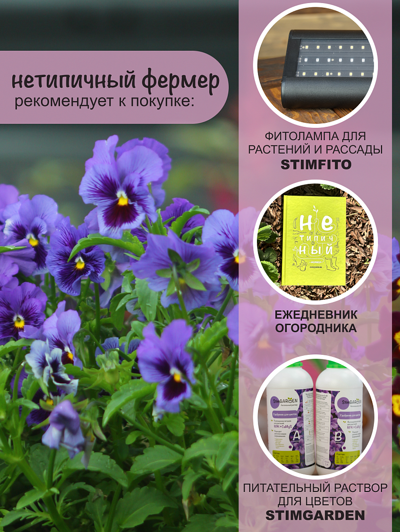 Фризл Сизл Блю5 сайт