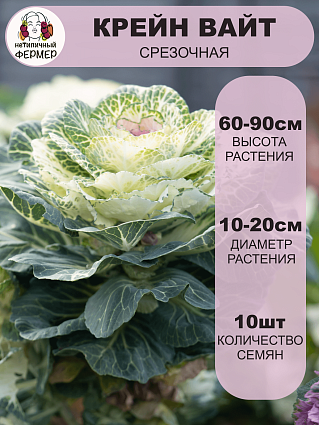 Капуста декоративная Крейн Вайт (10шт) НФ