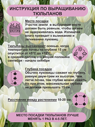 Тюльпан Фостера Вайт Валлей 5 шт.