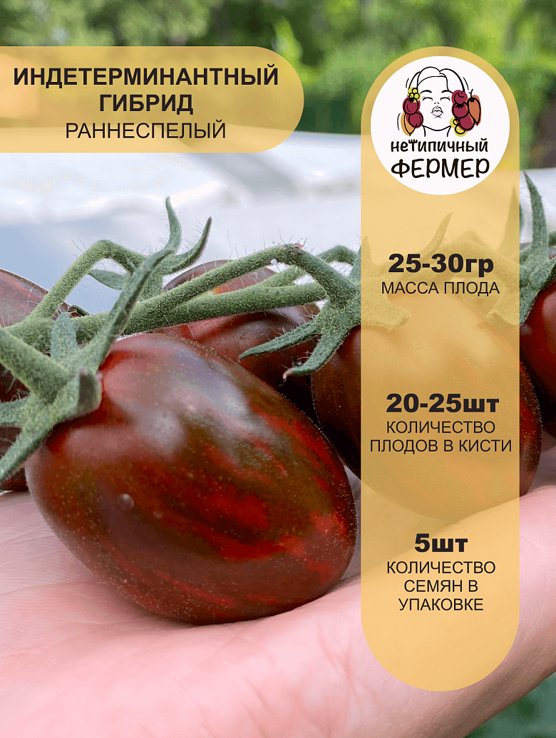 Миднайт2.png