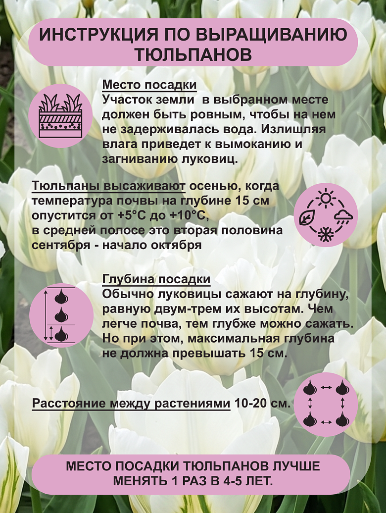 Вайт Валлей3