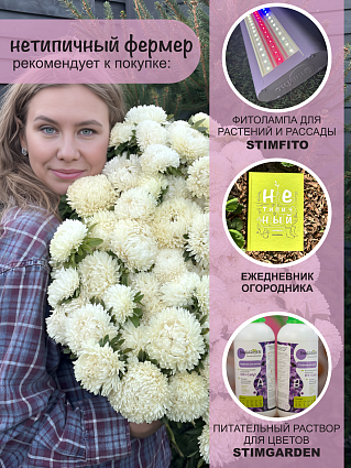 Семена астры набор 6 шт.