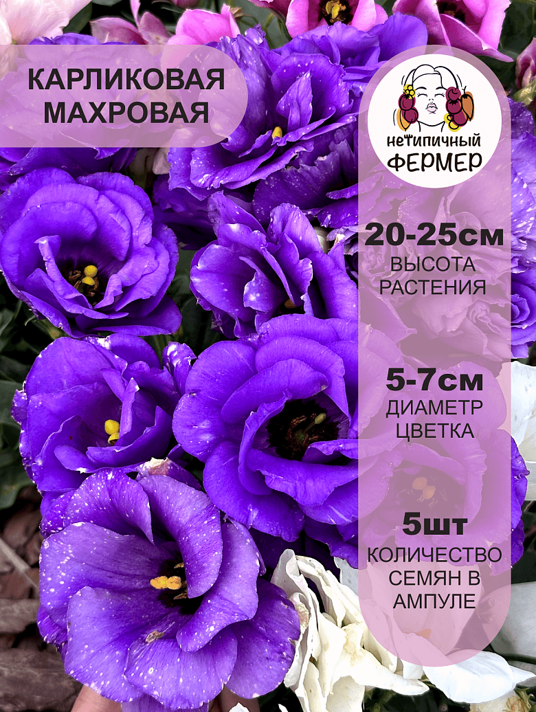 эшли3.png