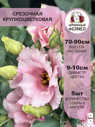 Набор Эустом Фрау: Хайди, Эделин, Берта