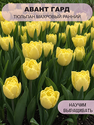 Тюльпан Авант Гард 10 шт.