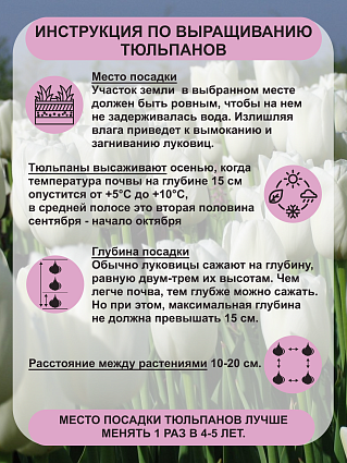 Тюльпаны луковицы Дарвинов гибрид Хакун 10шт