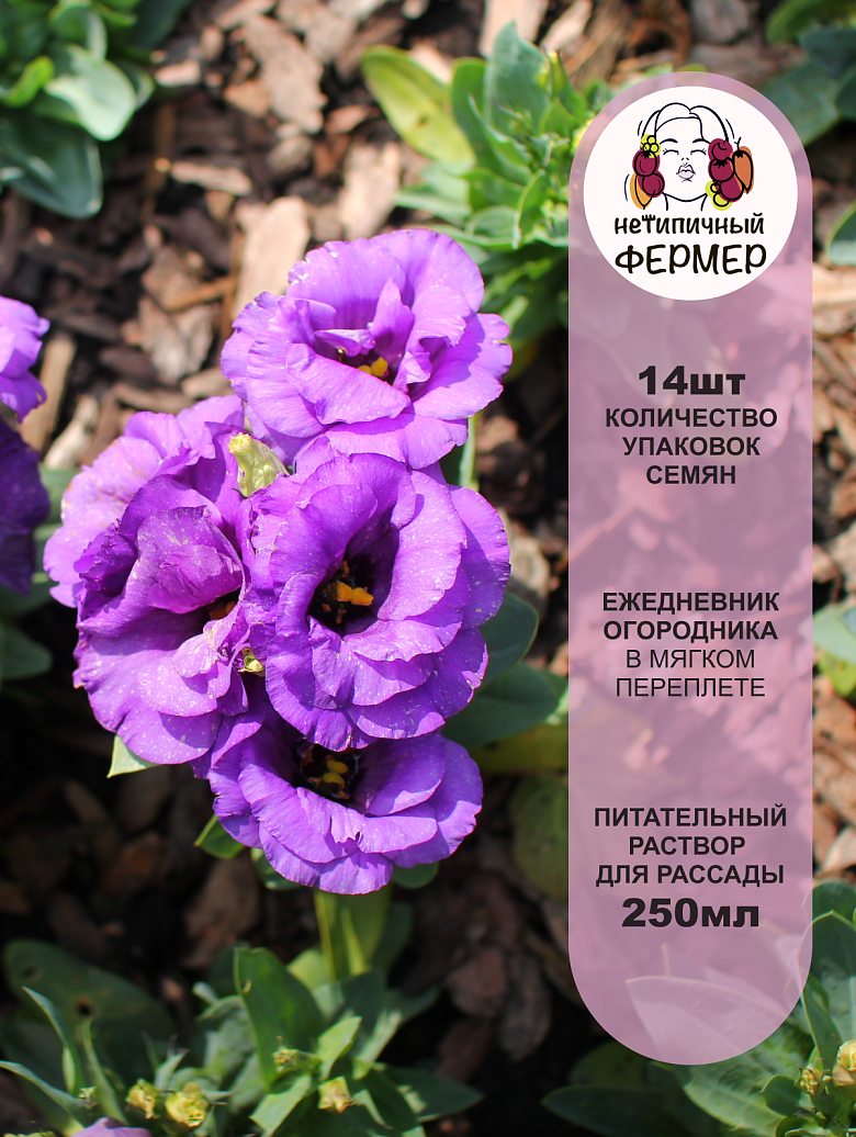 большой цв.набор2