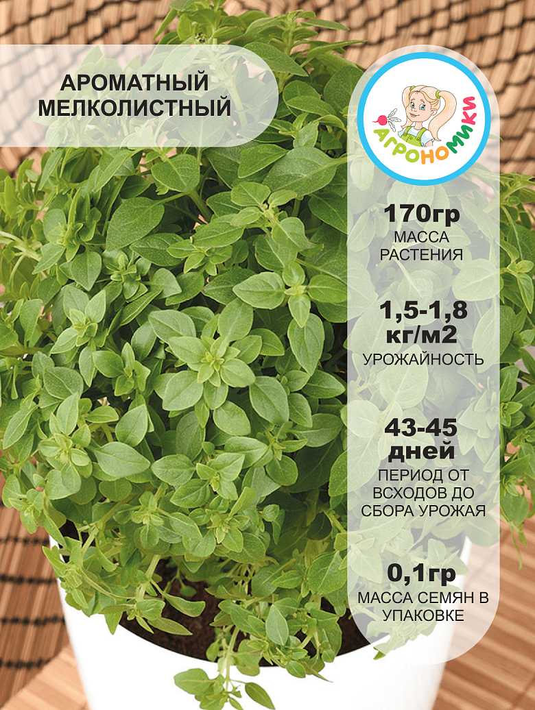 греко2.png