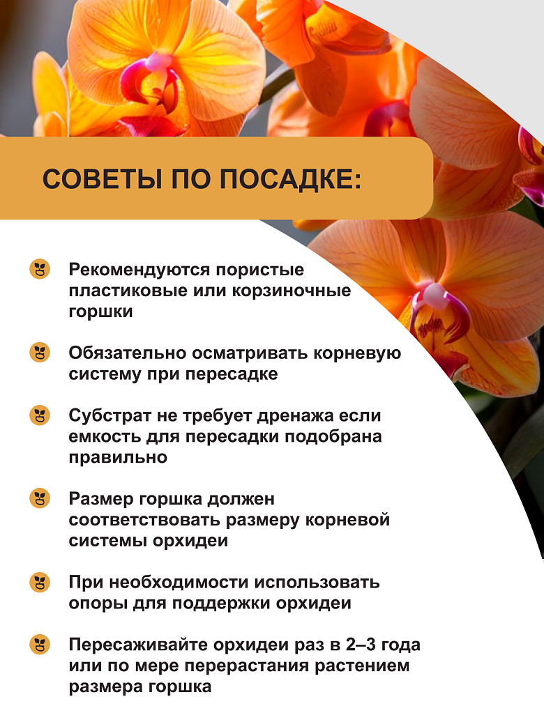 орхидеи6