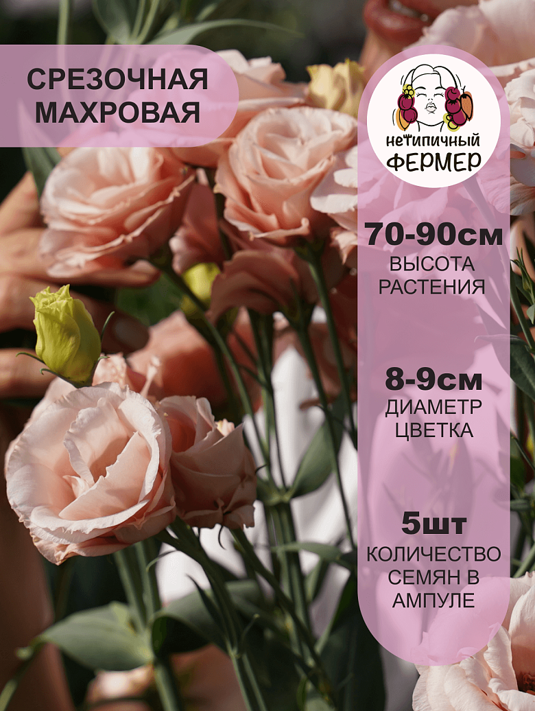 шанталь3.png