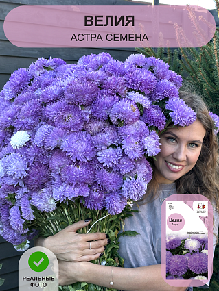 Семена астры набор 6 шт.