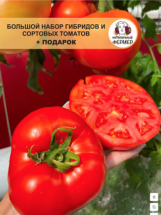 Томаты: Полосатый,Сокровище Инков,Фиолетовое сер.,Краски, Викуся,Атомный бреда,Жара,Камбай,Зел.тайна