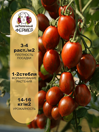 Томат Джесика F1 (5шт) НФ