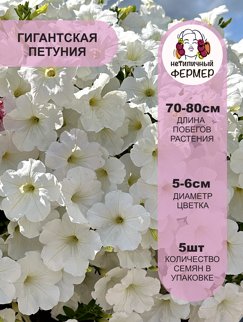 Опера F1 Вайт2