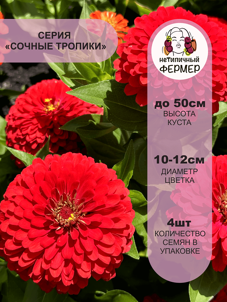 НЬЮ-ЙОРКЕР2.png