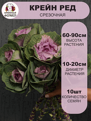 Капуста декоративная Крейн Ред (10шт) НФ