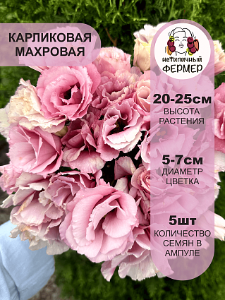 Эустома карликовая махровая ЛЕДИ МАРГАРЭТ F1 (5шт) НФ