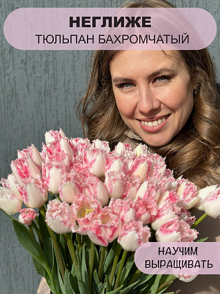 Тюльпан бахромчатый Неглиже 5 шт