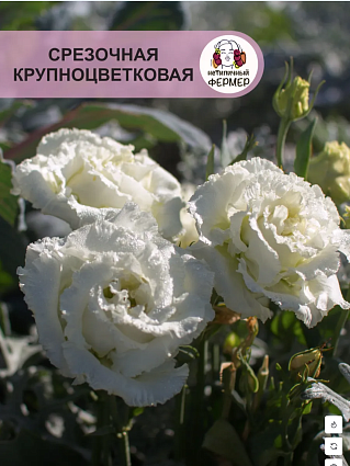 Набор Эустом Фрау: Хайди, Эделин, Берта