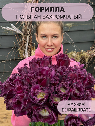 Тюльпан бахромчатый Горилла 10 шт.
