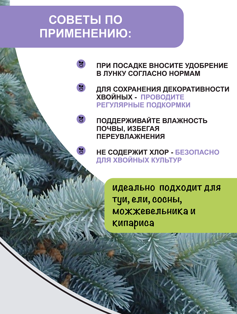 хвойные 5