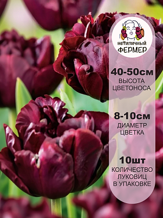 Тюльпан Пальмира 10 шт.