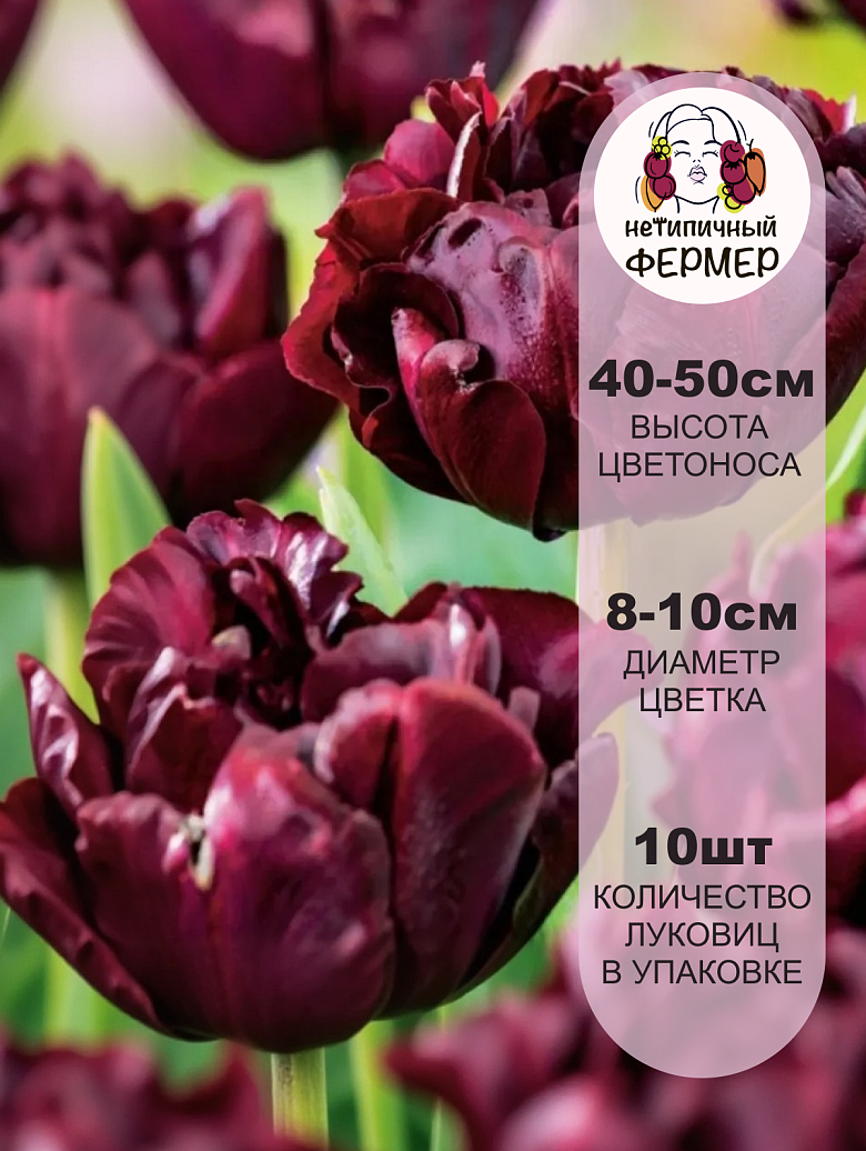 Пальмира2