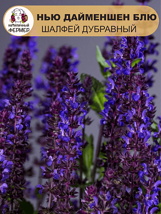 Шалфей дубравный Нью Дайменшн Блю (10шт) НФ 